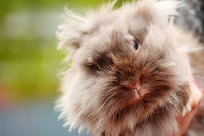 Close-up portrait of hamster