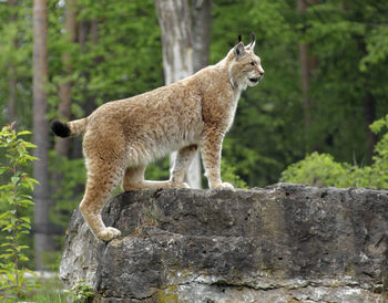 Side view of an animal on rock