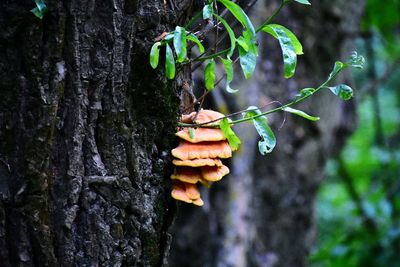 Close-up of fungus growing on tree trunk in forest