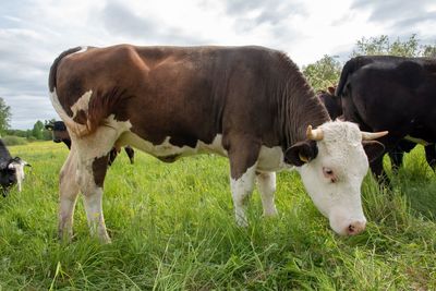 Cows in a field