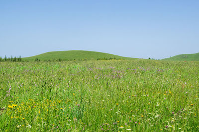 Scenic view of agricultural field against clear sky