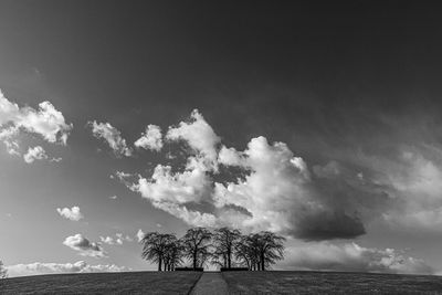 Tree on field by sea against sky