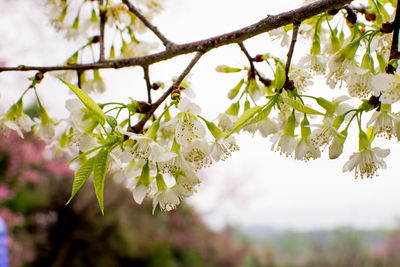 Close-up of white cherry blossoms in spring