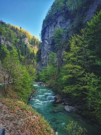 River amidst trees in forest