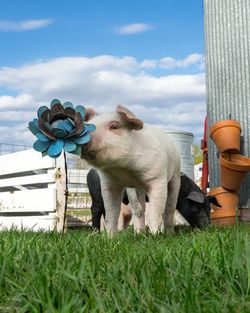 Pig smelling artificial flower on grassy field