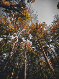 Low angle view of trees in forest during autumn