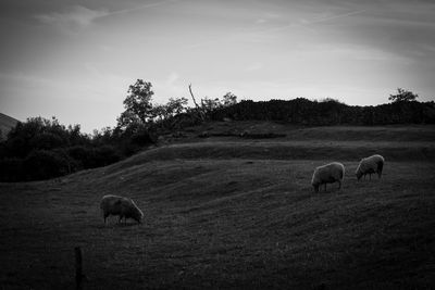 Sheep grazing on field against sky