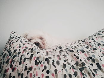 Portrait of dog relaxing on bed