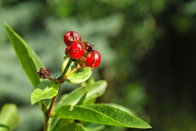 Close-up of red berries growing on plant