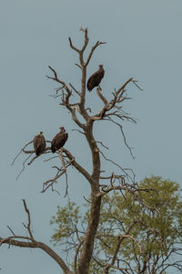 Low angle view of birds perching on tree against sky