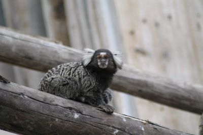 Low angle view of monkey sitting on wood