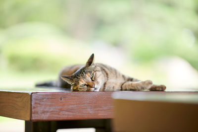 Cat sleeping on table