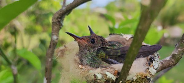 Close-up of bird perching on branch