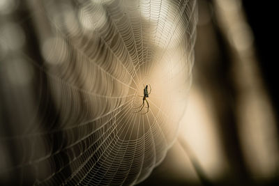 Close-up of spider web