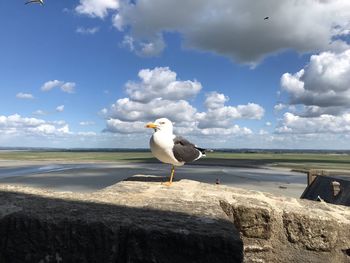 Seagull perching on a rock