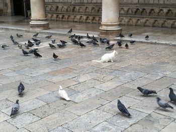 Flock of pigeons perching in front of building