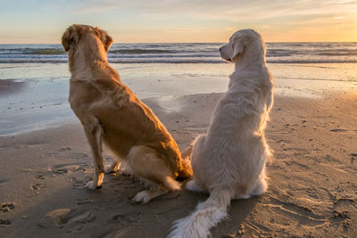 Dog on beach