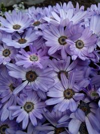 Close-up of purple flowers