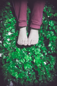 Low section of woman standing on plants