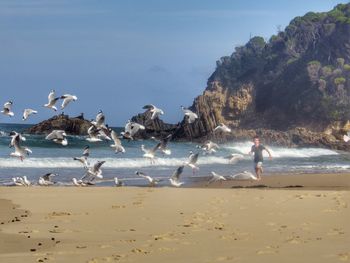 Boy running by flock of seagulls at beach