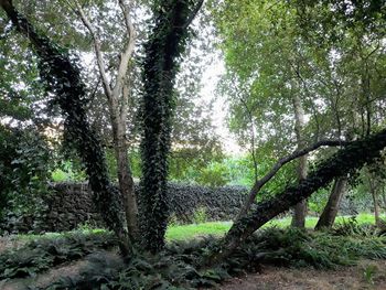 Trees in forest