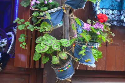 Close-up of potted plants hanging on wooden wall