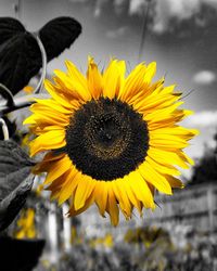 Close-up of bee on sunflower