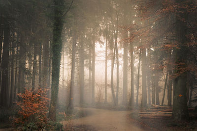 Sunlight streaming through trees in forest during autumn