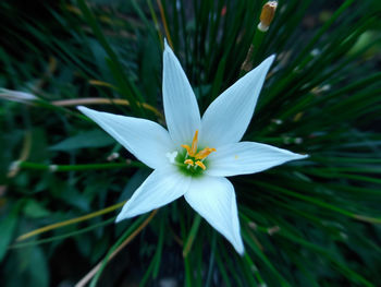 Close-up of white flowering plant