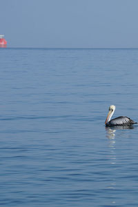 Bird swimming in sea