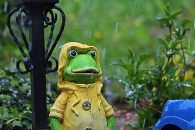 Close-up of a frog