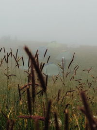 Plants growing on land against sky