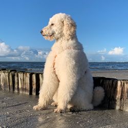 Dog looking at sea against sky