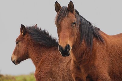 Close-up of a horse on field