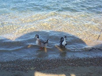 View of birds in water