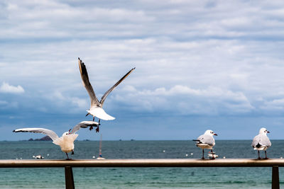 Seagulls flying over sea against sky