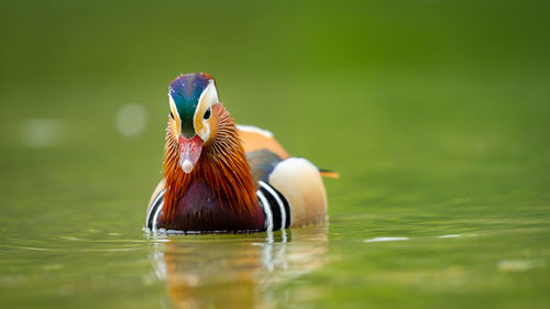 Close-up of a mandarin duck