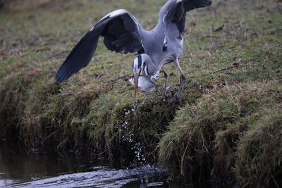 High angle view of gray heron flying over grass