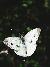 Close-up of butterfly perching on flower