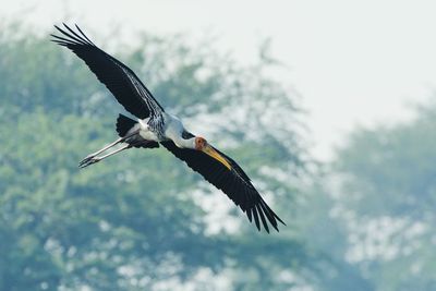 Close-up of bird flying against sky