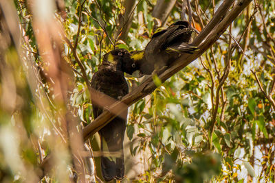 View of bird perching on branch