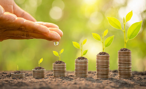 Cropped image of hand holding coins with plants