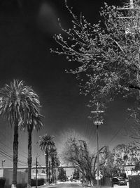 Low angle view of palm trees against sky at night