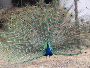 Close-up of peacock feathers