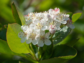 Close-up of white cherry blossom plant