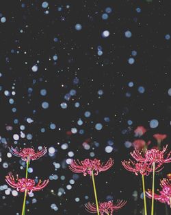 Close-up of pink flowering plants at night