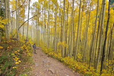 Man standing amidst trees at forest