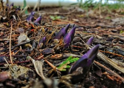 Close-up of purple crocus flowers on field