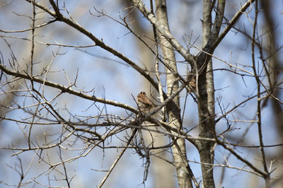 Low angle view of bird perching on branch