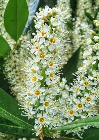 Close-up of white flowers